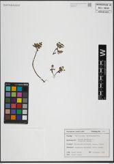Foto von Salix herbacea L.